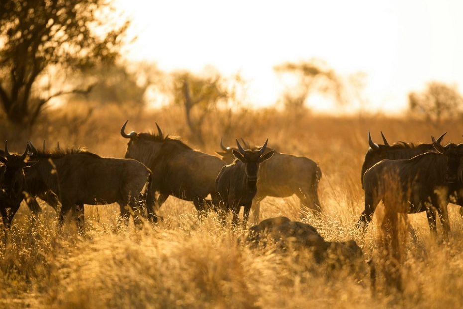 Family Safari Tours in Tanzania