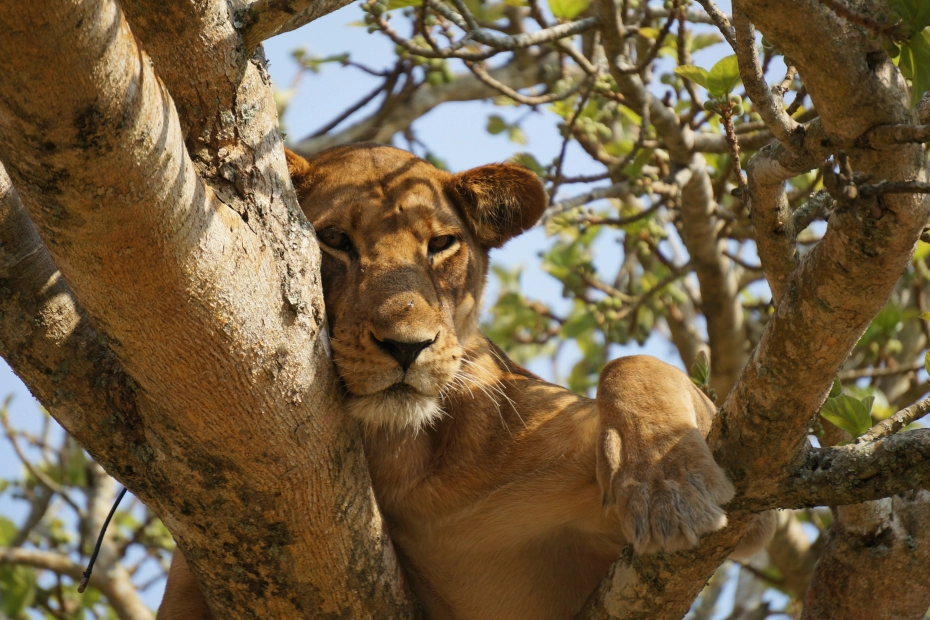 Lake Manyara Day Trip from Arusha/Moshi