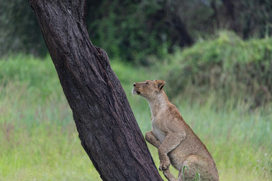 Lake Manyara National Park