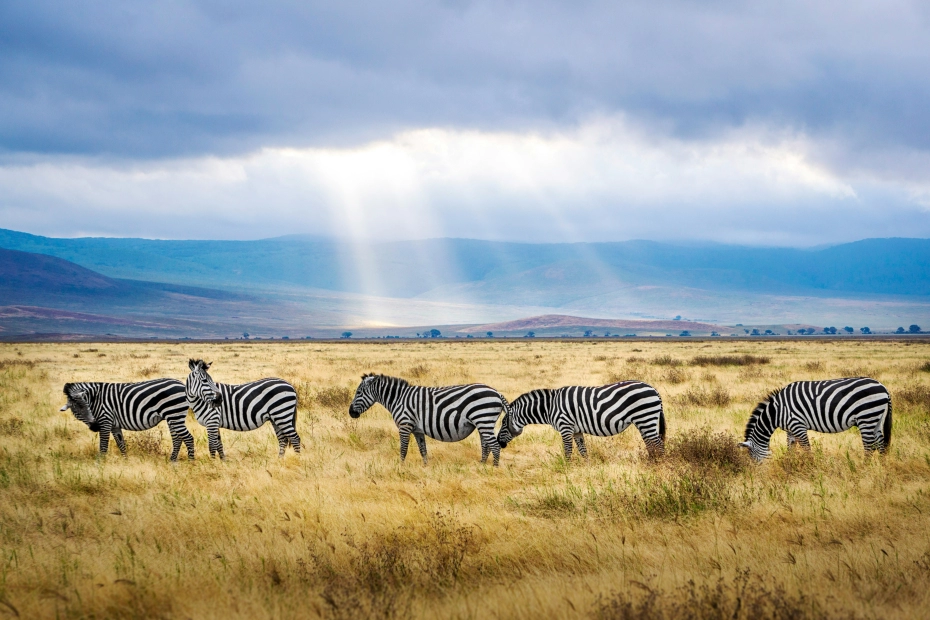 Mikumi National Park