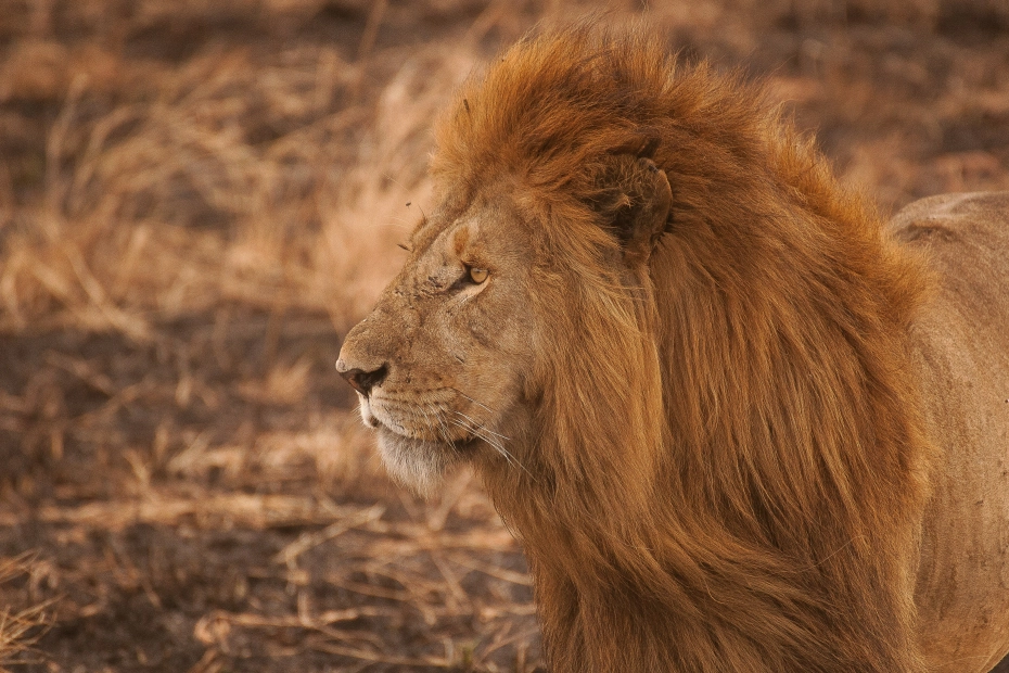 Tarangire Day Trip from Arusha/Moshi