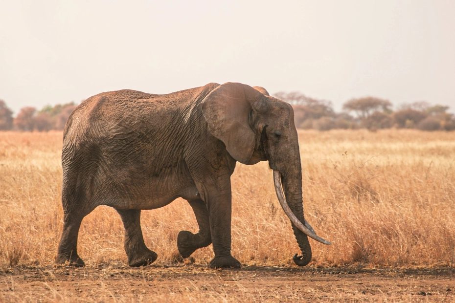 Tarangire National Park