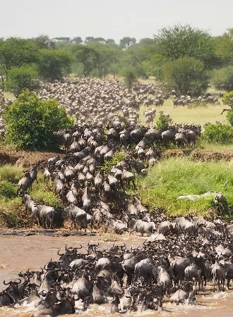 Serengeti Migration Safari